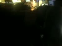 Dog is fucking human